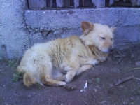 Djefri
