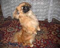 Tes