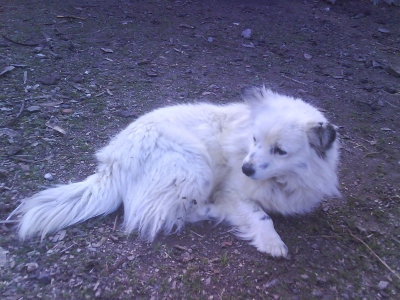 Djaki