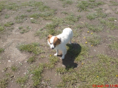 ЧИКО