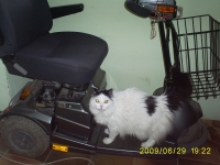 Бети