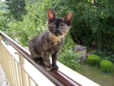 котенца