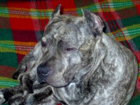 Rex