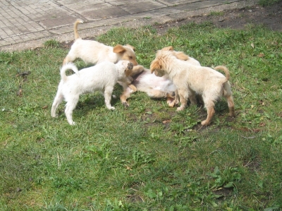 5 малки кученца бретон шпаньол