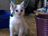Коте