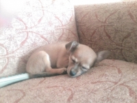 Dolly
