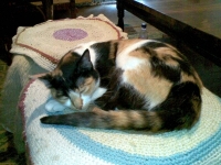  pufi