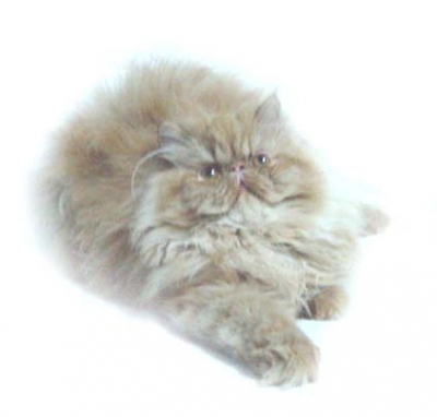 Елитно персийско коте