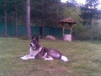 Arkan
