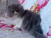 Cariba Blue