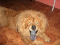 simba