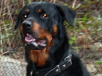Richie rottweiler