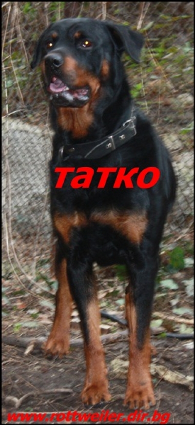Richie rottweiler