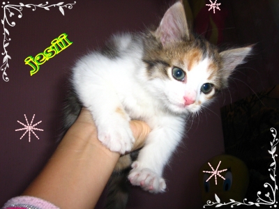 Jessy