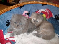 Две сиви персийски котета