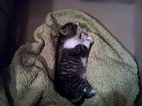 Котенце