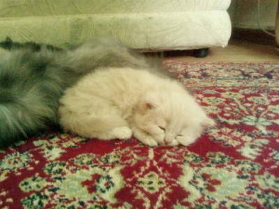 персийски котета