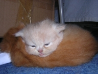beb4e