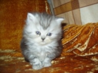 Персийски котета