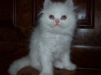 персийско коте