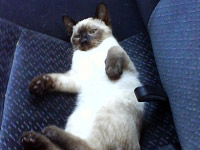 Продавам 3-месечно Мъжко Тайско котенце