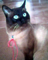 Martin