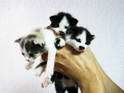 малки котенца