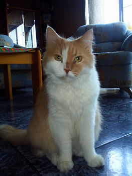 Корнели