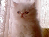 персииско котенце