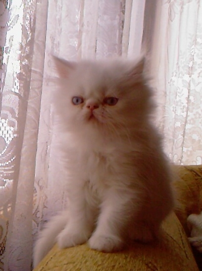 персииско котенце