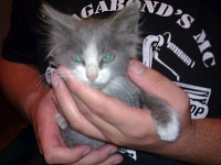cats