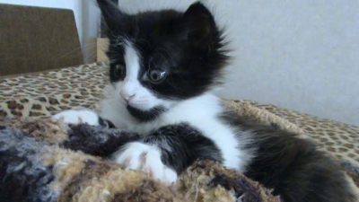 АНГОРСКО КОТЕ  НАПОДОБЯВАЩО ПАНДА