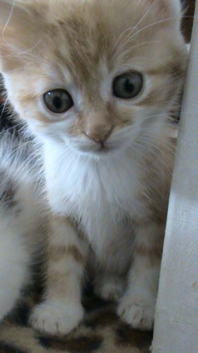 РИЖО КОТЕ