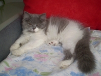 Карина
