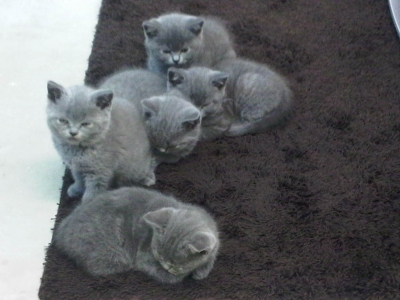 British shorthair