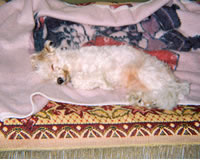 martin