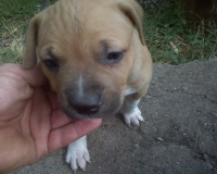 prodavam malki PITBULI