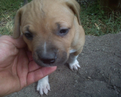 prodavam malki PITBULI