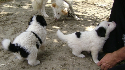 каракачански кучета