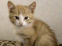 РИЖО КОТЕНЦЕ