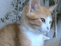 Страхотно РИЖО КОТЕНЦЕ 