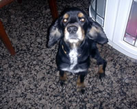Bruno