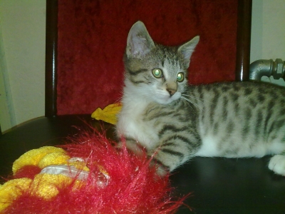 kleo