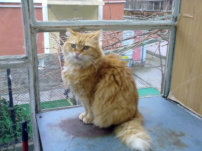 mery