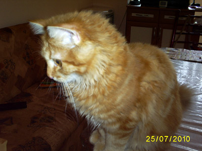 мишко