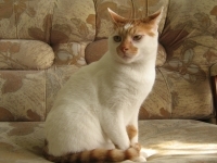 Nayden, Bleky