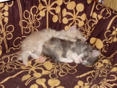 Полуангорски котенца бебета - 10 лв.
