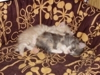 Полуангорски котенца бебета - 10 лв.