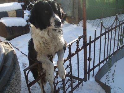 Продавам женска Каракачанска овчарка