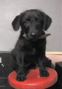 RONY
